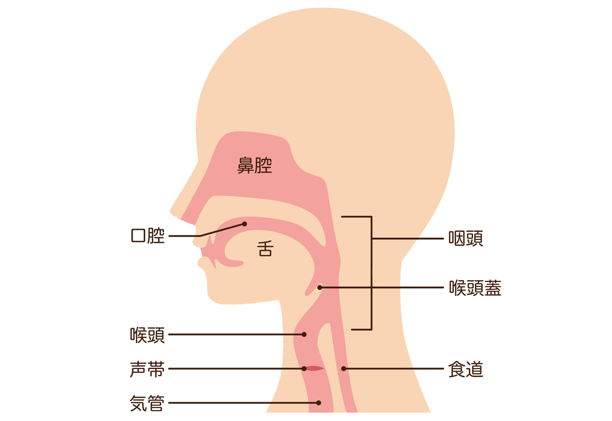 摂食・嚥下障害と誤嚥（ごえん）