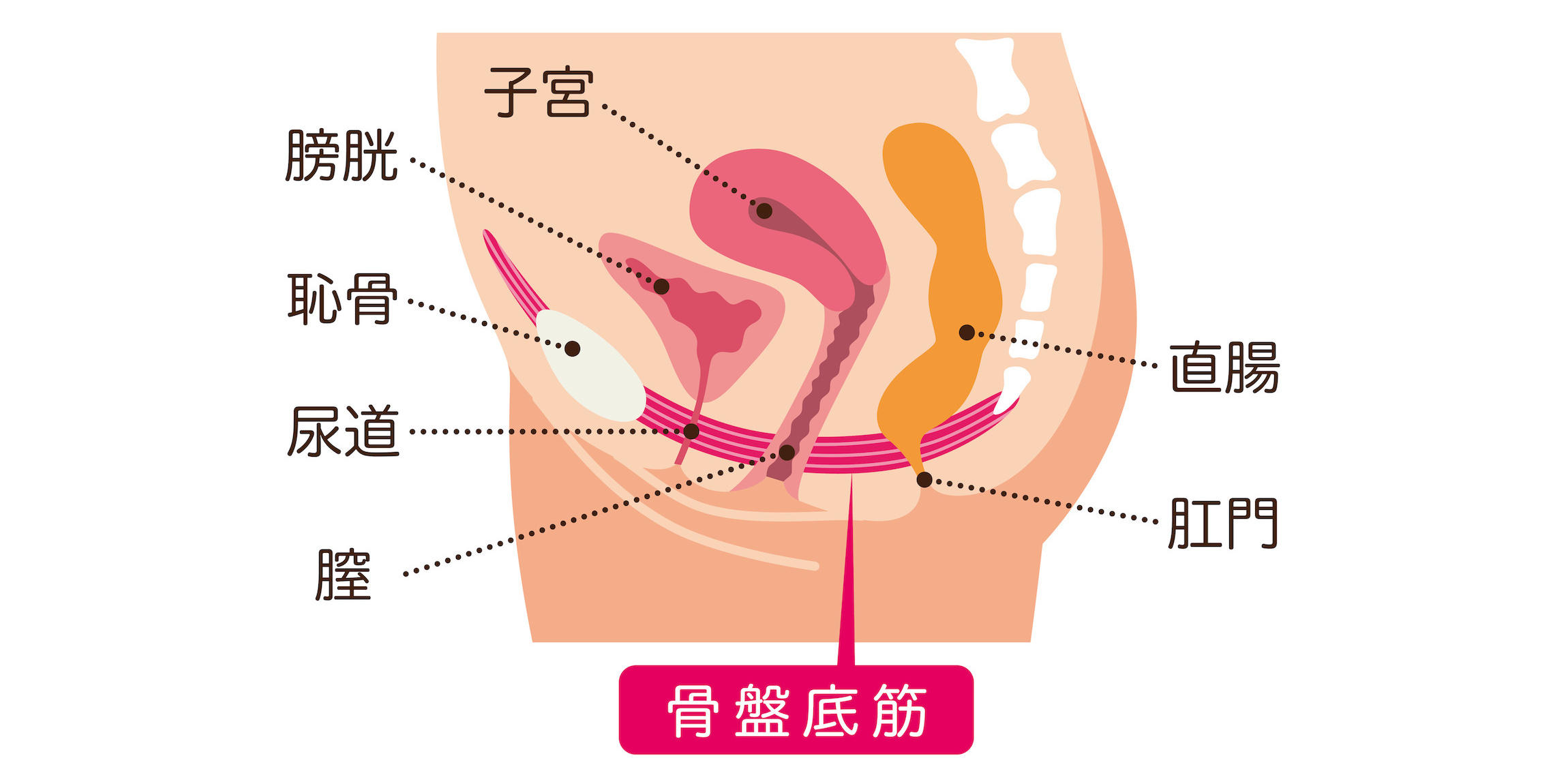 骨盤底筋