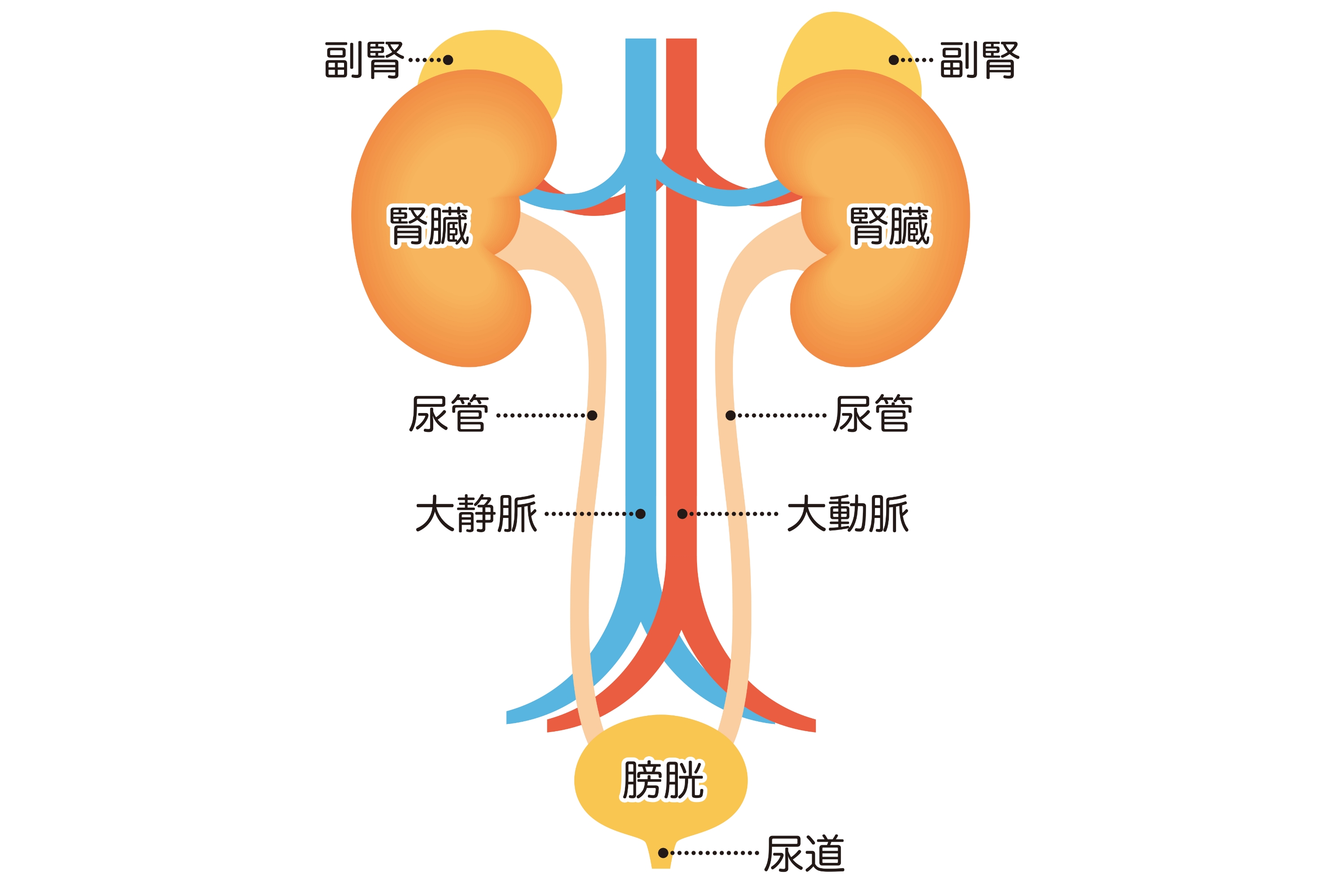 尿路感染症とは