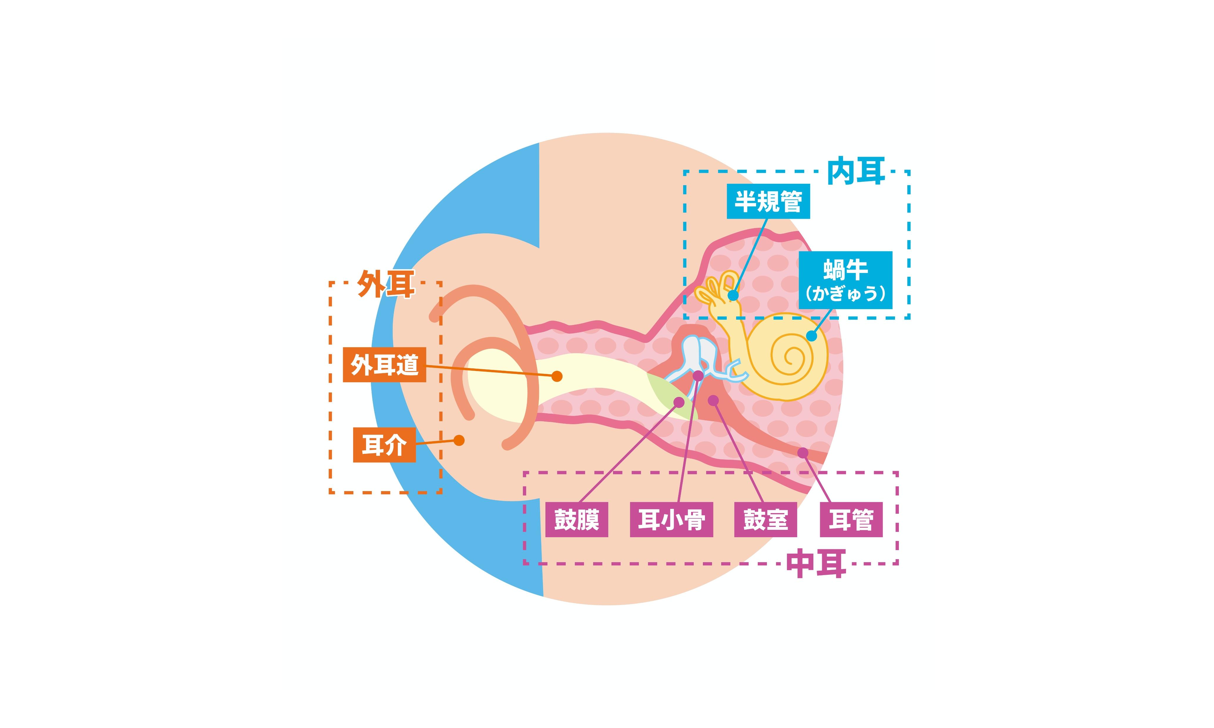 耳の構造